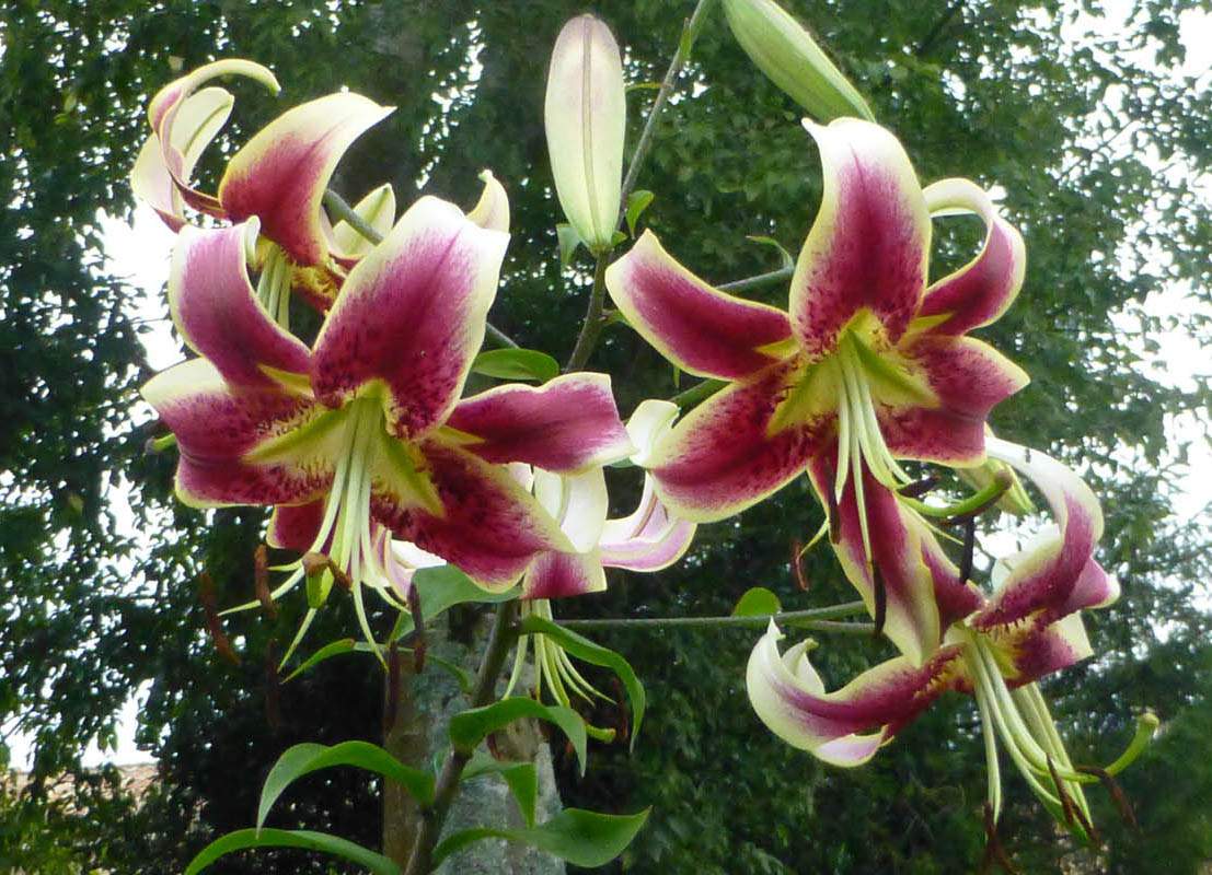 Lilium x orientalis 'Star Gazer' en fleurs dans un jardin ensoleillé
